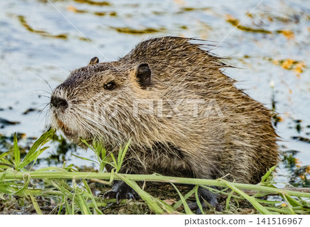 Nutria inhabit the agricultural area in western Komaki City Nutria inhabit the agricultural area in western Komaki City 141516967