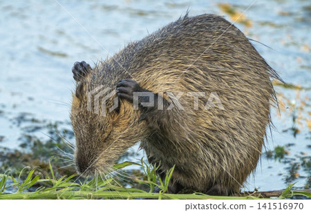 Nutria inhabit the agricultural area in western Komaki City Nutria inhabit the agricultural area in western Komaki City 141516970