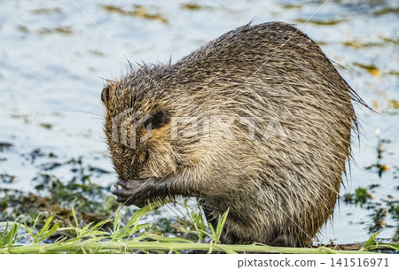Nutria inhabit the agricultural area in western Komaki City Nutria inhabit the agricultural area in western Komaki City 141516971