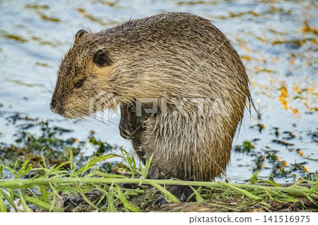 Nutria inhabit the agricultural area in western Komaki City Nutria inhabit the agricultural area in western Komaki City 141516975