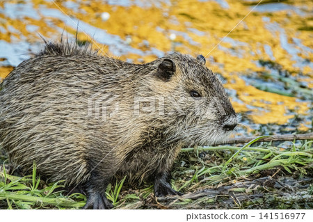 Nutria inhabit the agricultural area in western Komaki City Nutria inhabit the agricultural area in western Komaki City 141516977