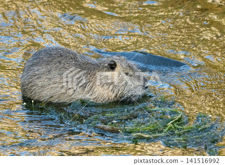 Nutria inhabit the agricultural area in western Komaki City 141516992