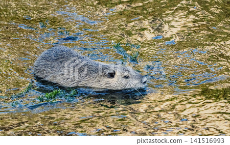 Nutria inhabit the agricultural area in western Komaki City Nutria inhabit the agricultural area in western Komaki City 141516993
