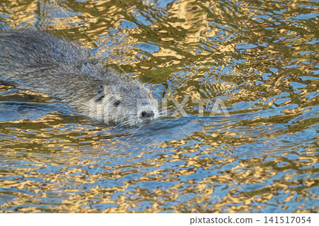 Nutria inhabit the agricultural area in western Komaki City Nutria inhabit the agricultural area in western Komaki City 141517054