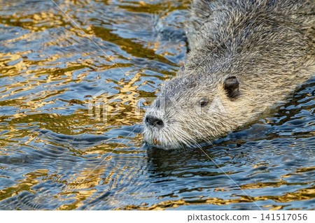 Nutria inhabit the agricultural area in western Komaki City Nutria inhabit the agricultural area in western Komaki City 141517056
