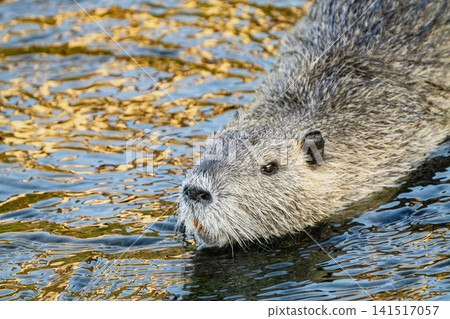 Nutria inhabit the agricultural area in western Komaki City Nutria inhabit the agricultural area in western Komaki City 141517057