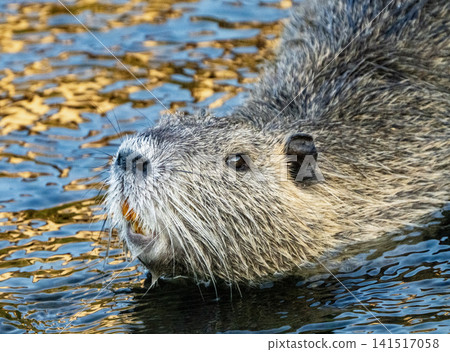 Nutria inhabit the agricultural area in western Komaki City Nutria inhabit the agricultural area in western Komaki City 141517058