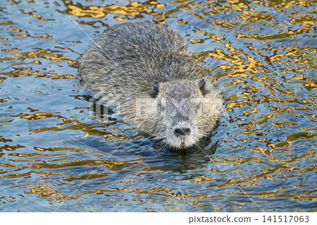 Nutria inhabit the agricultural area in western Komaki City Nutria inhabit the agricultural area in western Komaki City 141517063