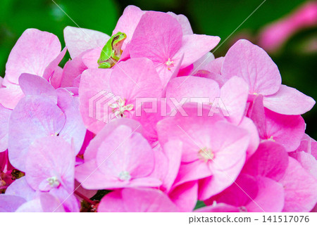 一隻樹蛙棲息在一朵粉紅色的繡球花上。 141517076