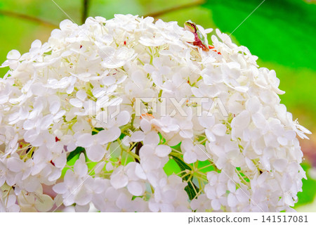 White hydrangeas and tree frogs 141517081