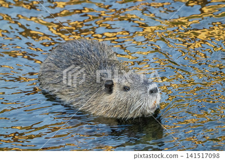 Nutria inhabit the agricultural area in western Komaki City Nutria inhabit the agricultural area in western Komaki City 141517098