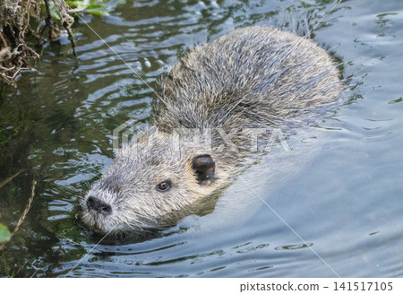 Nutria inhabit the agricultural area in western Komaki City Nutria inhabit the agricultural area in western Komaki City 141517105