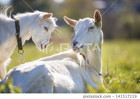 Two white bearded goats grazing in green meadow grass on bright sunny summer day. Two white bearded goats grazing in green meadow grass on bright sunny summer day. 141517219
