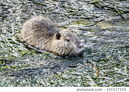 Nutria inhabit the agricultural area in western Komaki City Nutria inhabit the agricultural area in western Komaki City 141517338