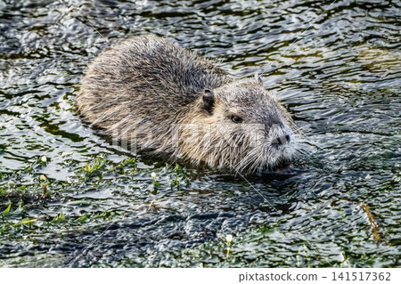 Nutria inhabit the agricultural area in western Komaki City Nutria inhabit the agricultural area in western Komaki City 141517362
