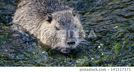 Nutria inhabit the agricultural area in western Komaki City Nutria inhabit the agricultural area in western Komaki City 141517371