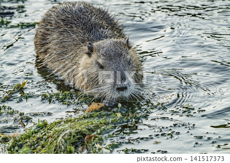 Nutria inhabit the agricultural area in western Komaki City Nutria inhabit the agricultural area in western Komaki City 141517373