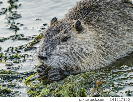 Nutria inhabit the agricultural area in western Komaki City Nutria inhabit the agricultural area in western Komaki City 141517500