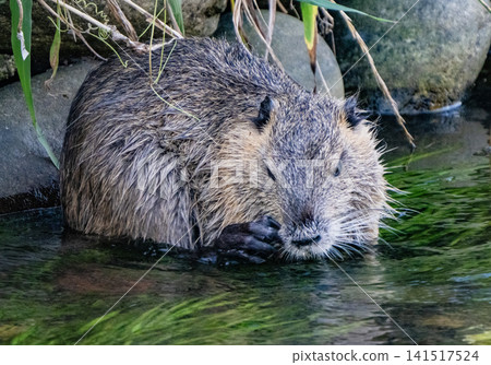 Nutria inhabit the agricultural area in western Komaki City Nutria inhabit the agricultural area in western Komaki City 141517524