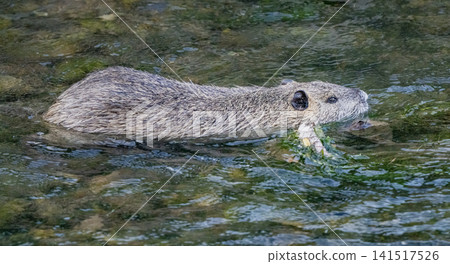 Nutria inhabit the agricultural area in western Komaki City Nutria inhabit the agricultural area in western Komaki City 141517526