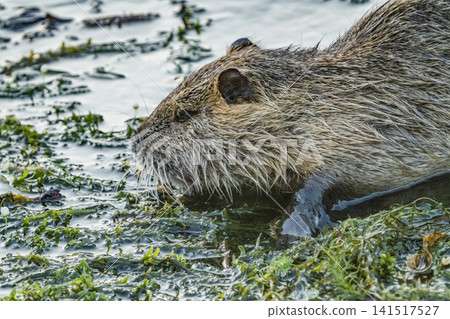 Nutria inhabit the agricultural area in western Komaki City Nutria inhabit the agricultural area in western Komaki City 141517527