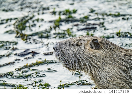 Nutria inhabit the agricultural area in western Komaki City Nutria inhabit the agricultural area in western Komaki City 141517529