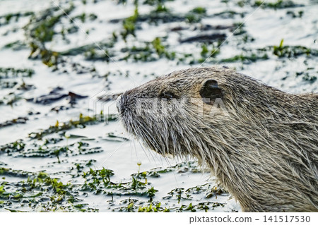 Nutria inhabit the agricultural area in western Komaki City Nutria inhabit the agricultural area in western Komaki City 141517530