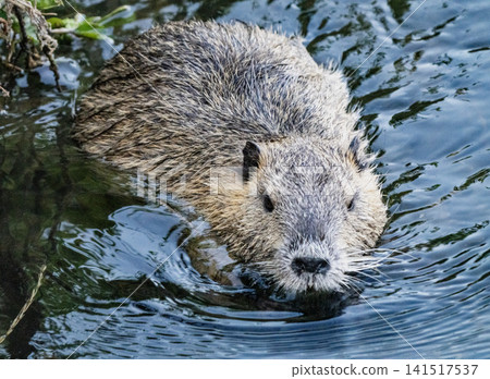 Nutria inhabit the agricultural area in western Komaki City Nutria inhabit the agricultural area in western Komaki City 141517537