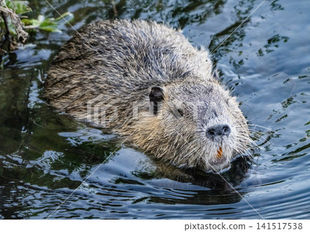 Nutria inhabit the agricultural area in western Komaki City Nutria inhabit the agricultural area in western Komaki City 141517538