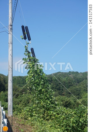 Kudzu and ivy climbing up utility poles and guy wires Kudzu and ivy climbing up utility poles and guy wires 141517583