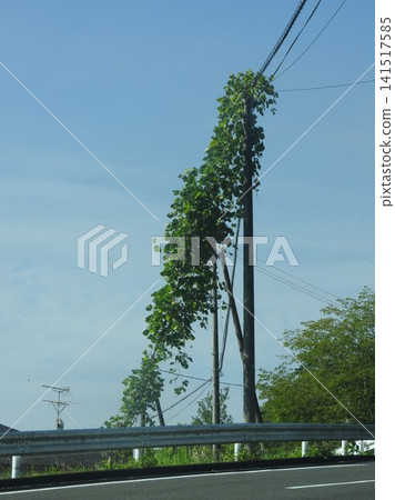 Kudzu and ivy climbing up utility poles and guy wires Kudzu and ivy climbing up utility poles and guy wires 141517585