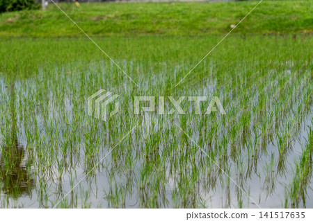 Young rice seedlings lined up in a paddy field, a typical Japanese agricultural scene. Young rice seedlings lined up in a paddy field, a typical Japanese agricultural scene. 141517635