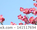 Red plum flower 141517694