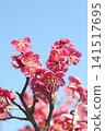 Red plum flower 141517695