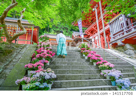A Shinto priest ascends the steps leading to the entrance of Tanzan Shrine in Sakurai City, Nara Prefecture, amidst the fresh greenery, passing amongst potted hydrangea plants. A Shinto priest ascends the steps leading to the entrance of Tanzan Shrine in Sakurai City, Nara Prefecture, amidst the fresh greenery, passing amongst potted hydrangea plants. 141517708