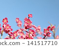 Red plum flower 141517710