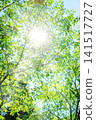The refreshing green of summer and the sparkling sunlight filtering through the trees (vertical) 141517727