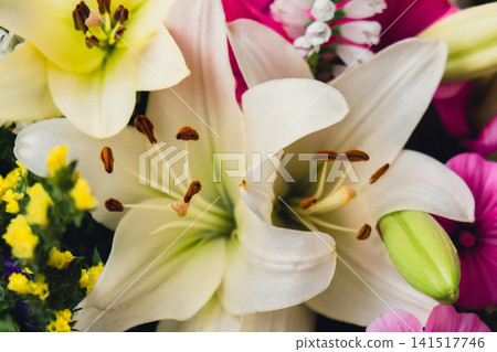 Blooming White Lily Flower with Bud in Detailed Close Up Blooming White Lily Flower with Bud in Detailed Close Up 141517746