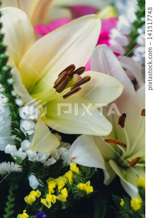 Blooming White Lily Flower with Bud in Detailed Close Up Blooming White Lily Flower with Bud in Detailed Close Up 141517748