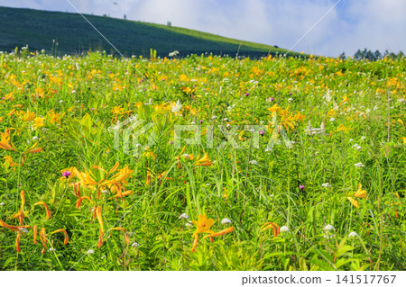 Day lilies bloom on the shoulders of Mt. Kurumayama in Kirigamine Day lilies bloom on the shoulders of Mt. Kurumayama in Kirigamine 141517767