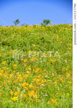 黃花菜盛開的霧峰車磨山肩 黃花菜盛開的霧峰車磨山肩 141517790