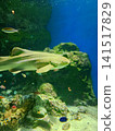 魚兒在水族箱裡游來游去 141517829