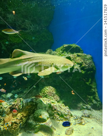 魚兒在水族箱裡游來游去 魚兒在水族箱裡游來游去 141517829