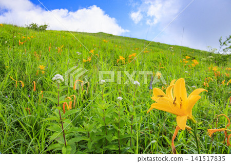 霧峰富士見台黃花菜盛開 141517835