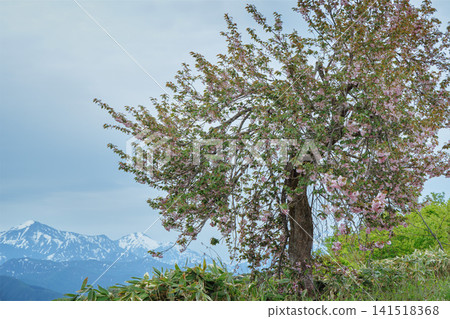A single cherry tree in full bloom amidst snow-capped mountain ranges. A single cherry tree in full bloom amidst snow-capped mountain ranges. 141518368