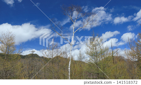 A solitary white birch tree stands out against the blue sky. A solitary white birch tree stands out against the blue sky. 141518372