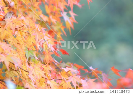 Momiji who changed leaves Momiji who changed leaves 141518473