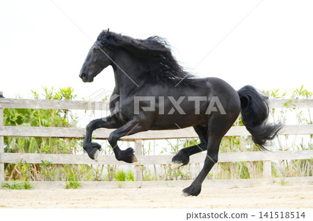 Friesian horse Friesian horse 141518514