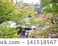 Momiji began to color 141518567