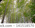 Scenery with bamboo grove 141518570